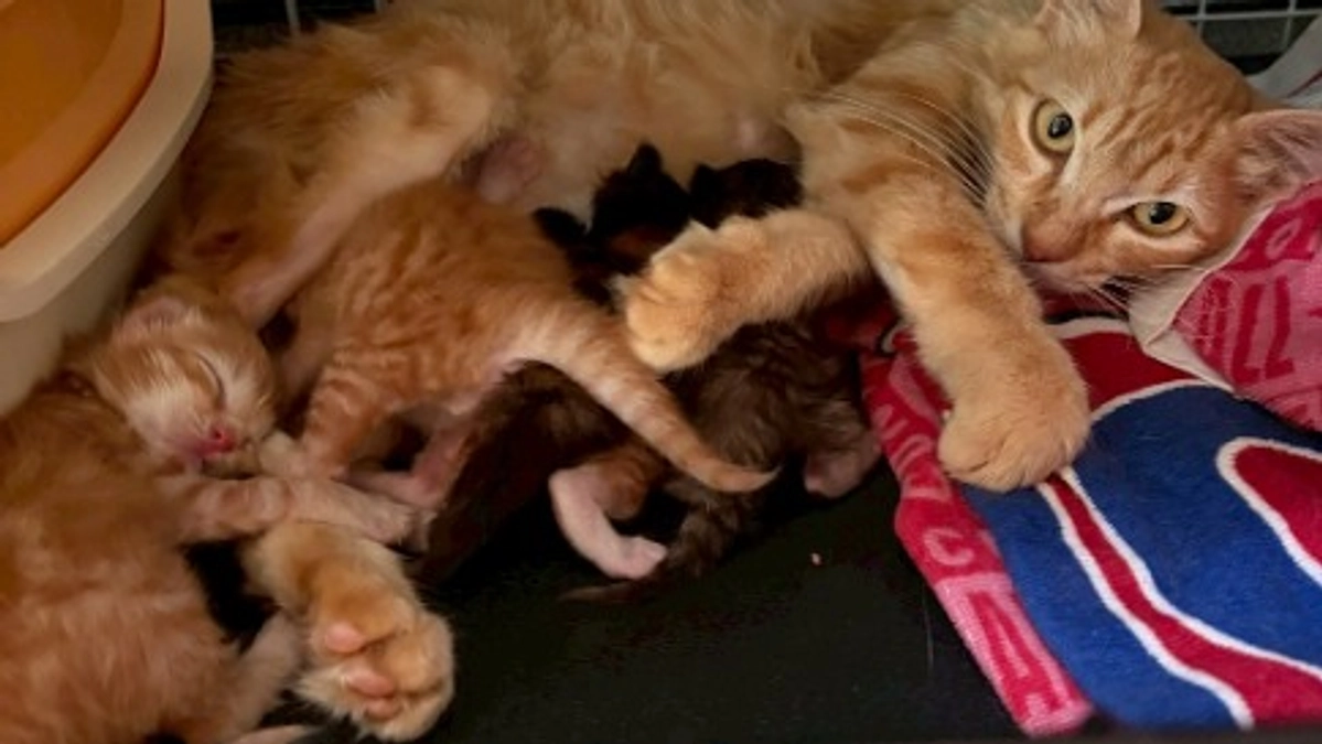 第12回TNR・TNTA活動