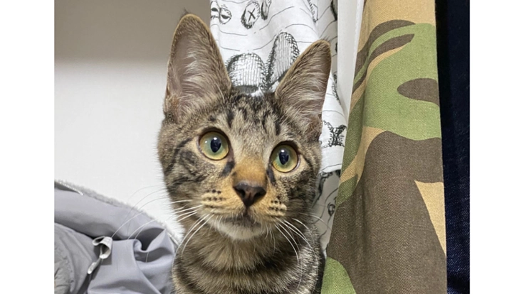 あまぐりのFIP治療にかかった費用のご支援をお願い致します