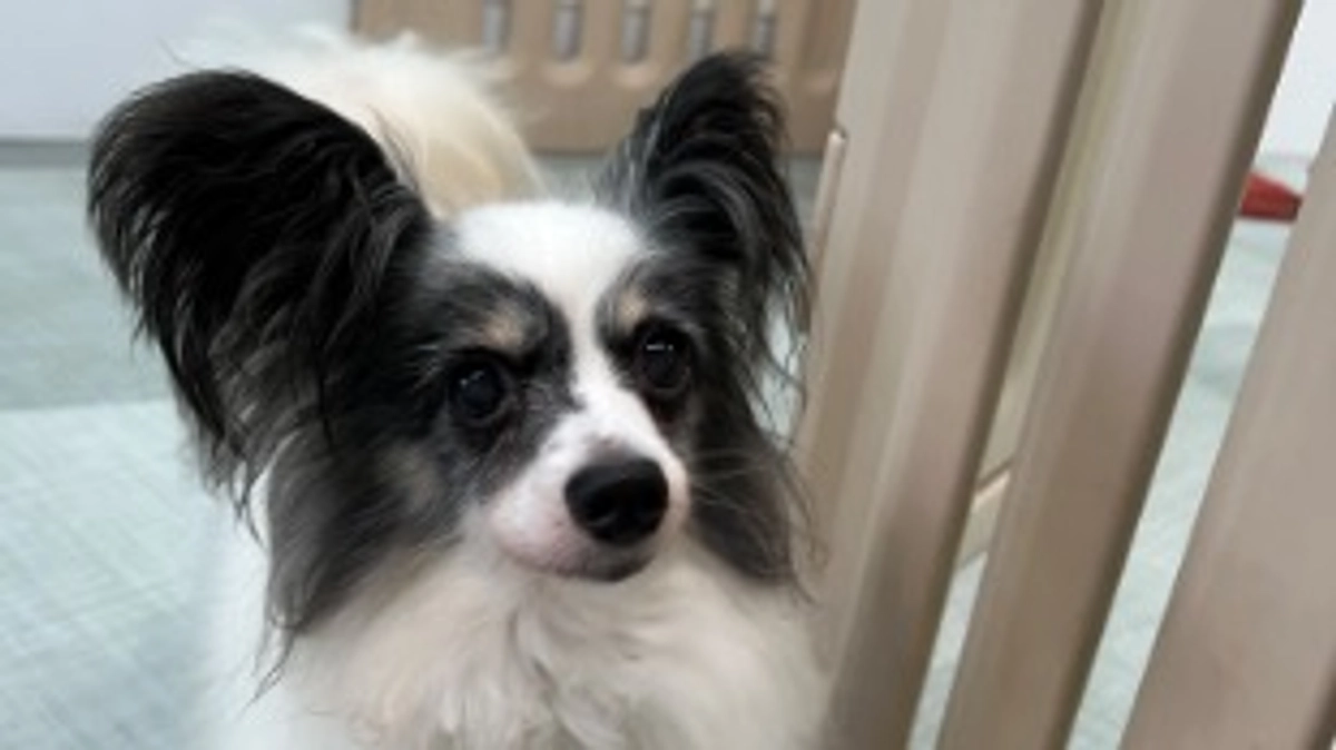 今日のチョコちゃん！！（8月2日）