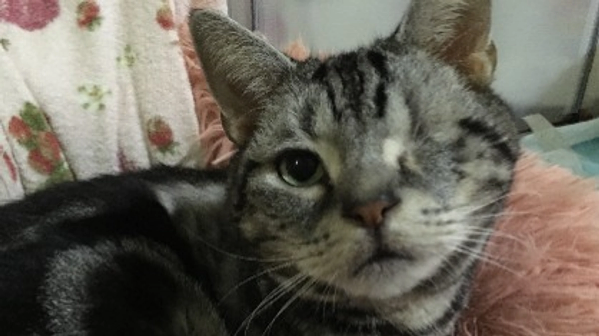 残り8日となります。