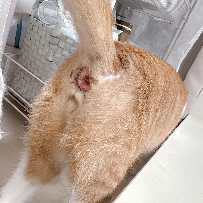 縫合手術のあとの傷口の経過・状況