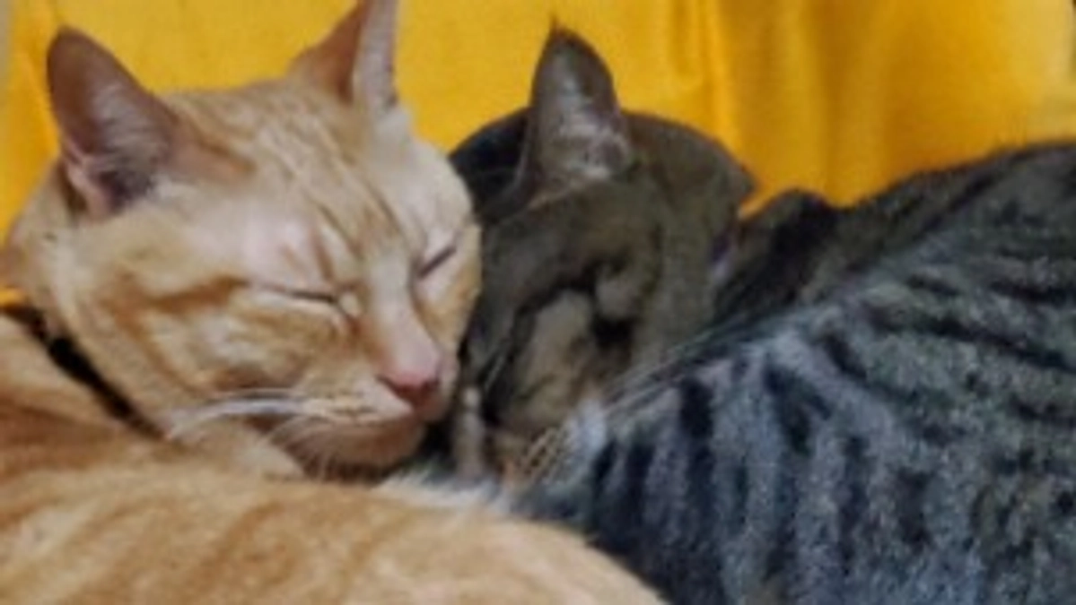 お誕生日追加。