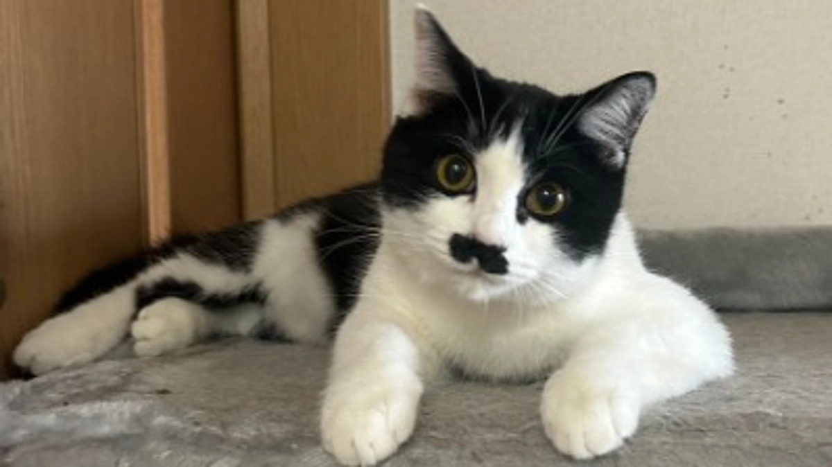 FIPを発症したレオ君のお話