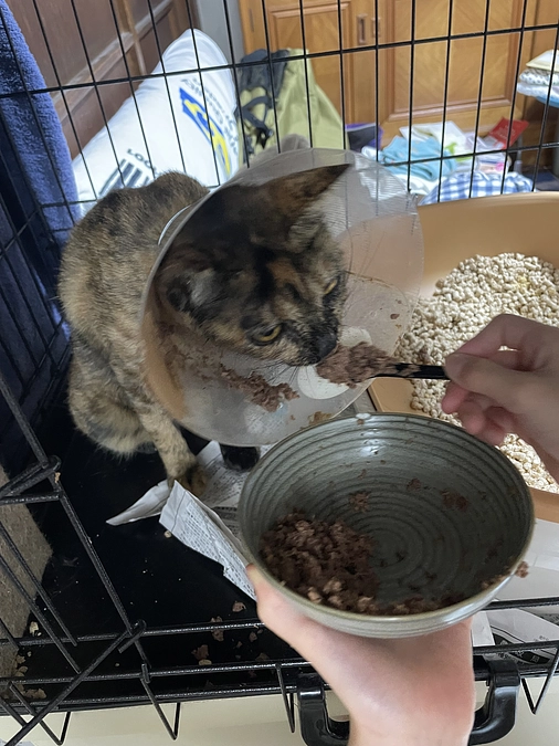 ご飯と身体を綺麗にしている様子