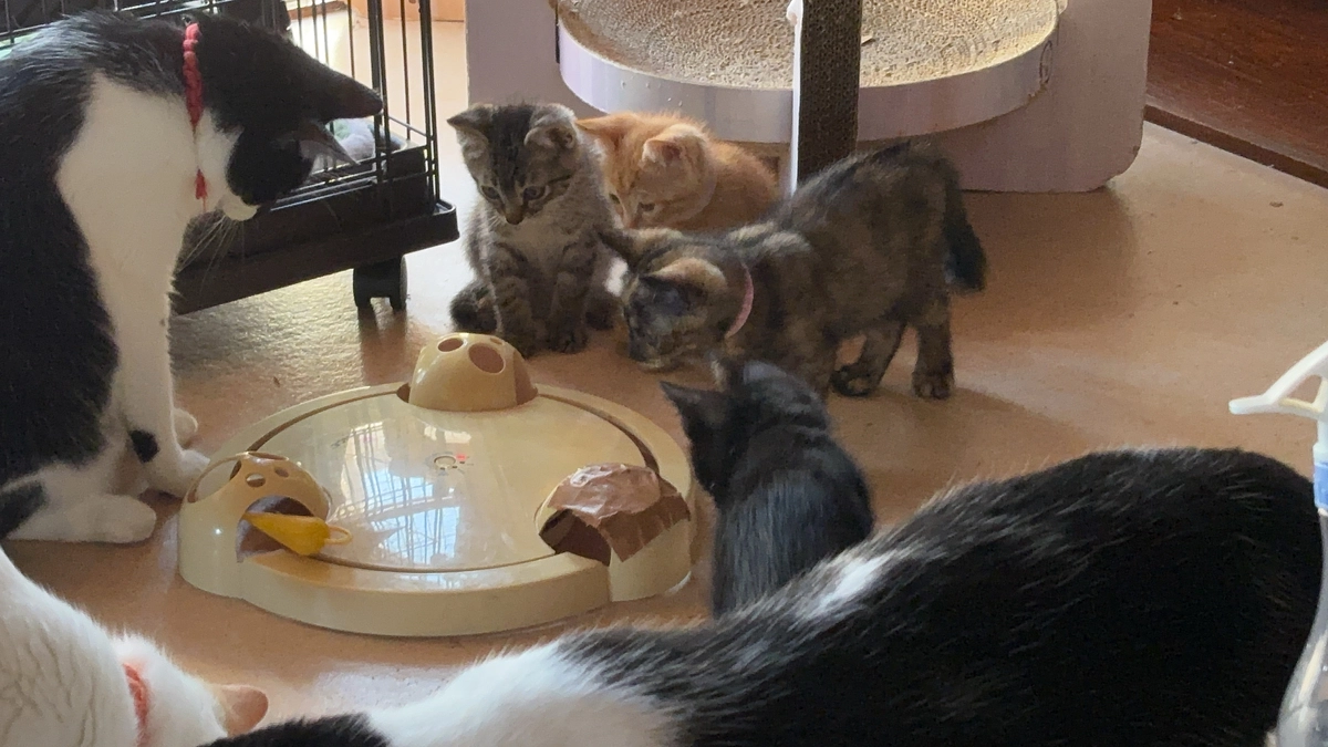 保護した子猫たち