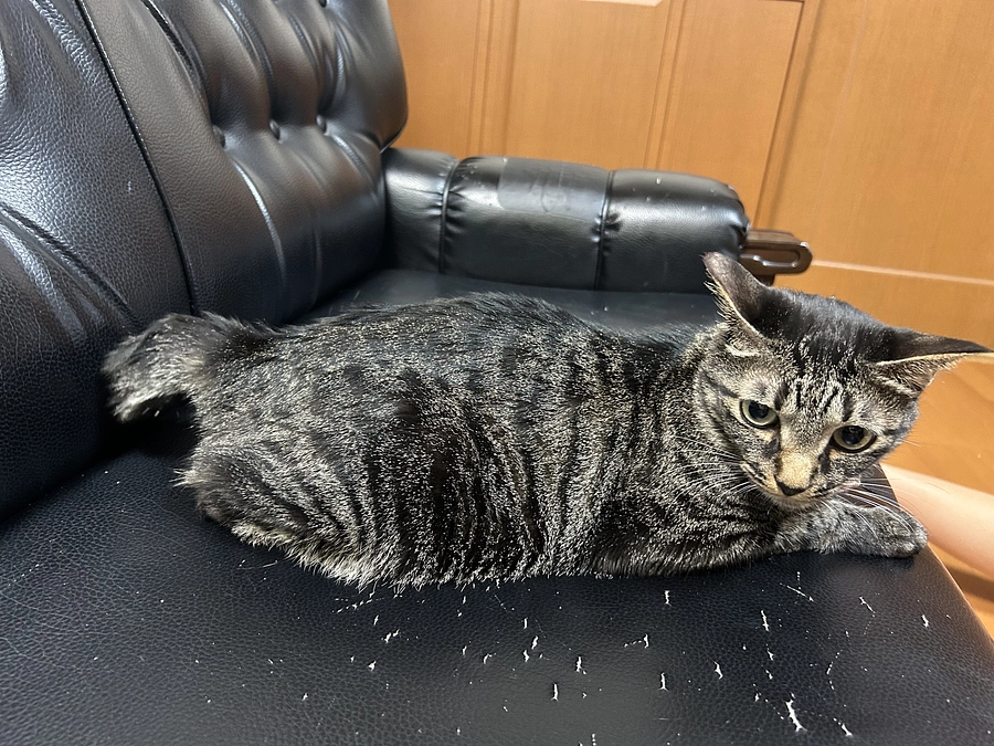 みじかい尻尾。