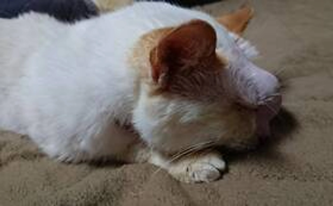 しっぽなより感謝のメールと画像2点