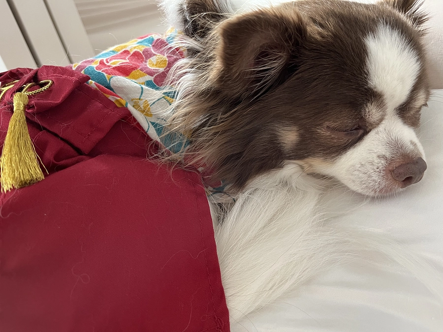 2024.01.03 今日のティアラです🐶