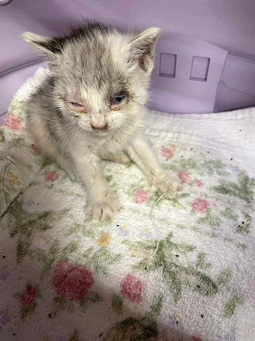 活動報告【８月】