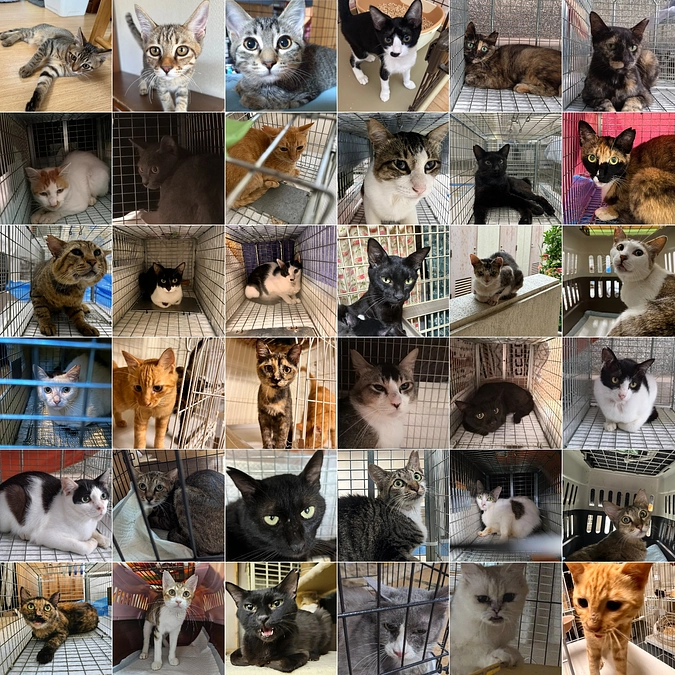 皆さまのおかげで猫ちゃんと活動者様に支援できております！