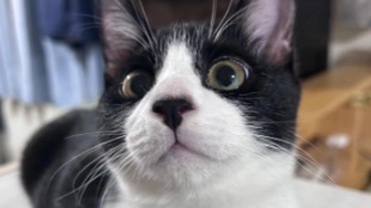 11月15日 〜 日常報告11 〜保護から85日目