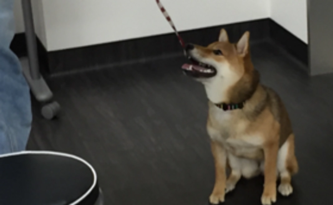 ＜リターン不要な方向け＞大切なペットとずっと家族でいるために全力応援