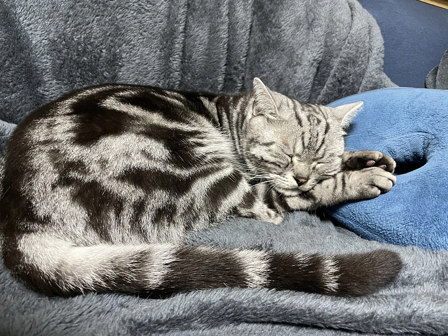 本日の銀時(投薬55日目)