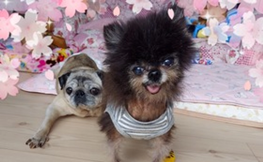 みんなに桜を咲かせ隊20,000円コース