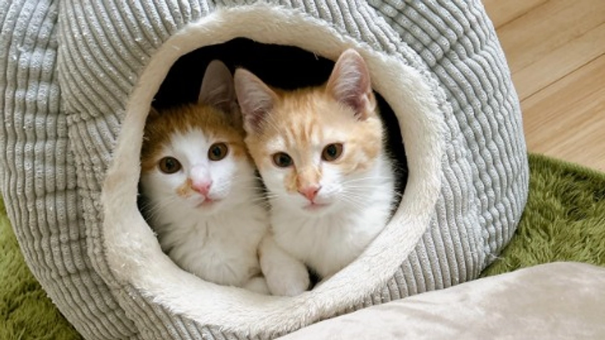 【活動報告】生き残った兄弟ハッチとコッチの幸せ報告