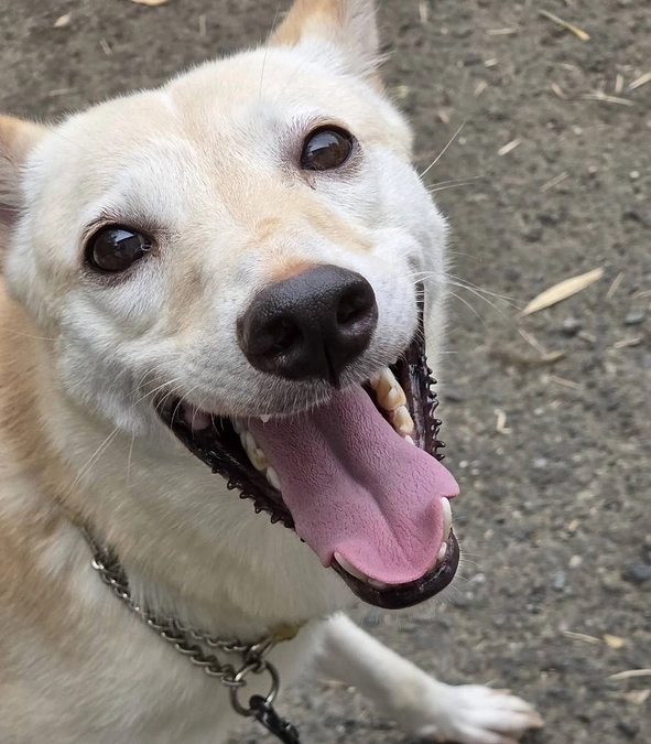 ドッグトレーナーさんのアドバイスで