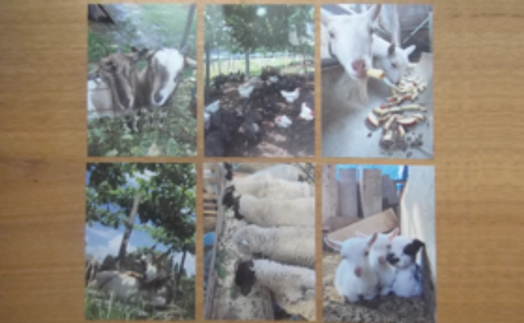 音川ファームのポストカードセット