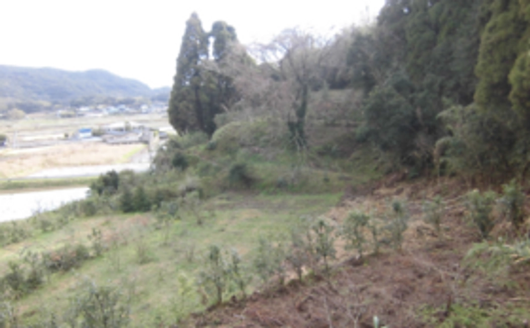 果樹園内のお花見、山菜取り自由チケット