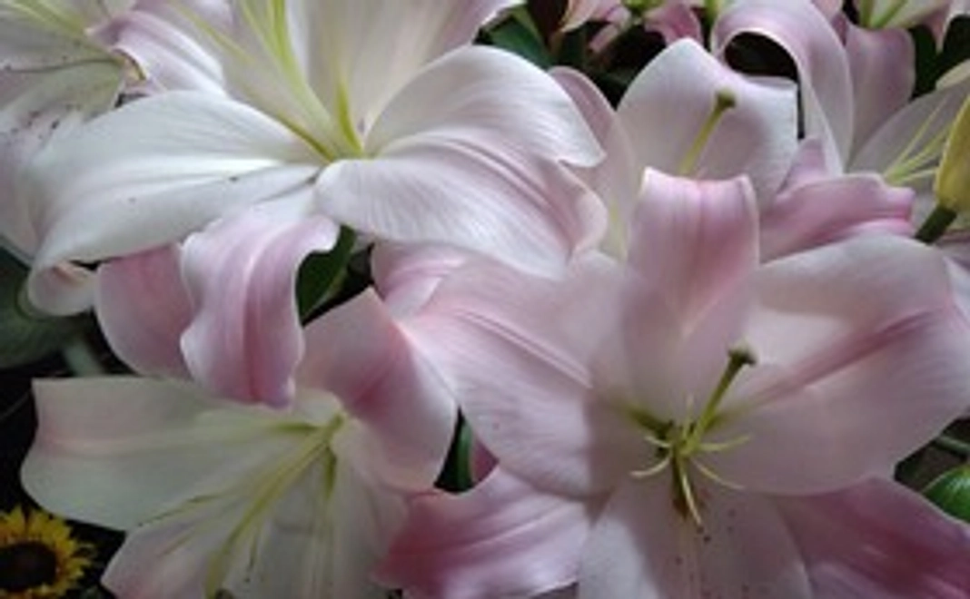 感謝のメール　5000円コース