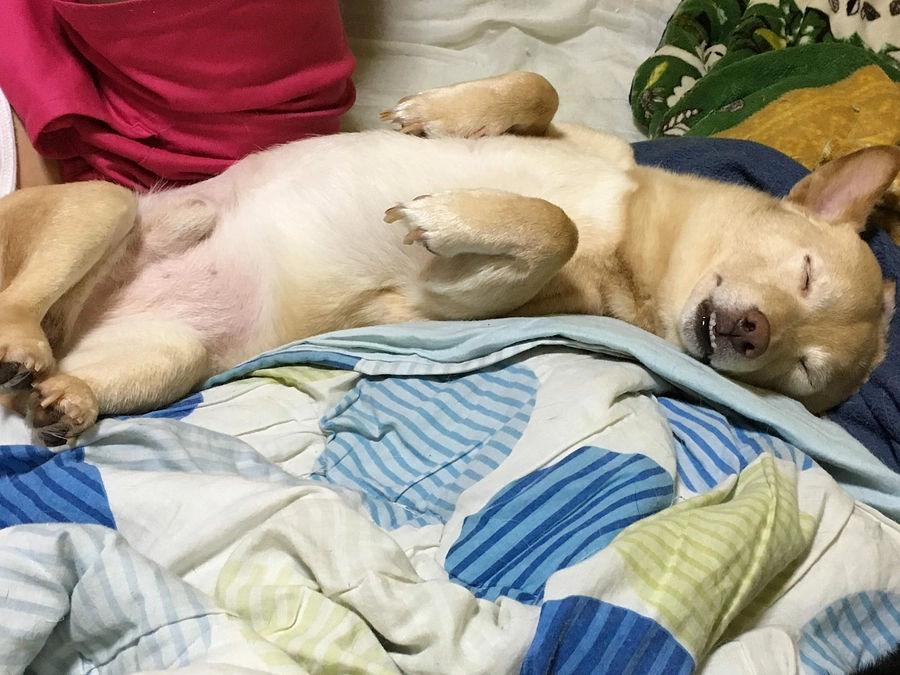 最近のしろくまくん