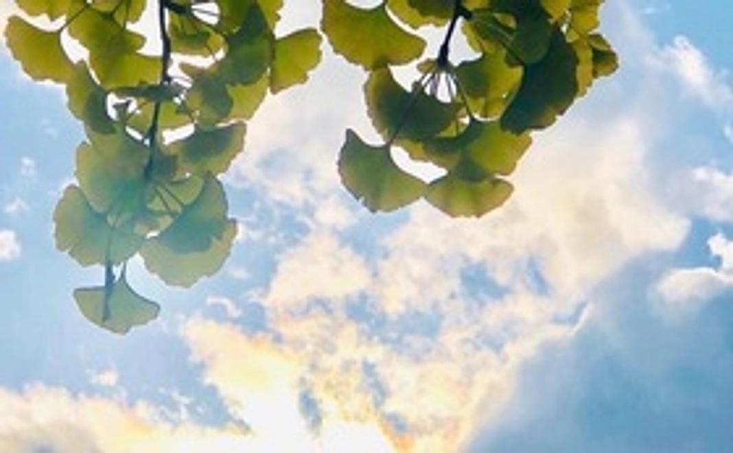 サンクスメールをお送りします