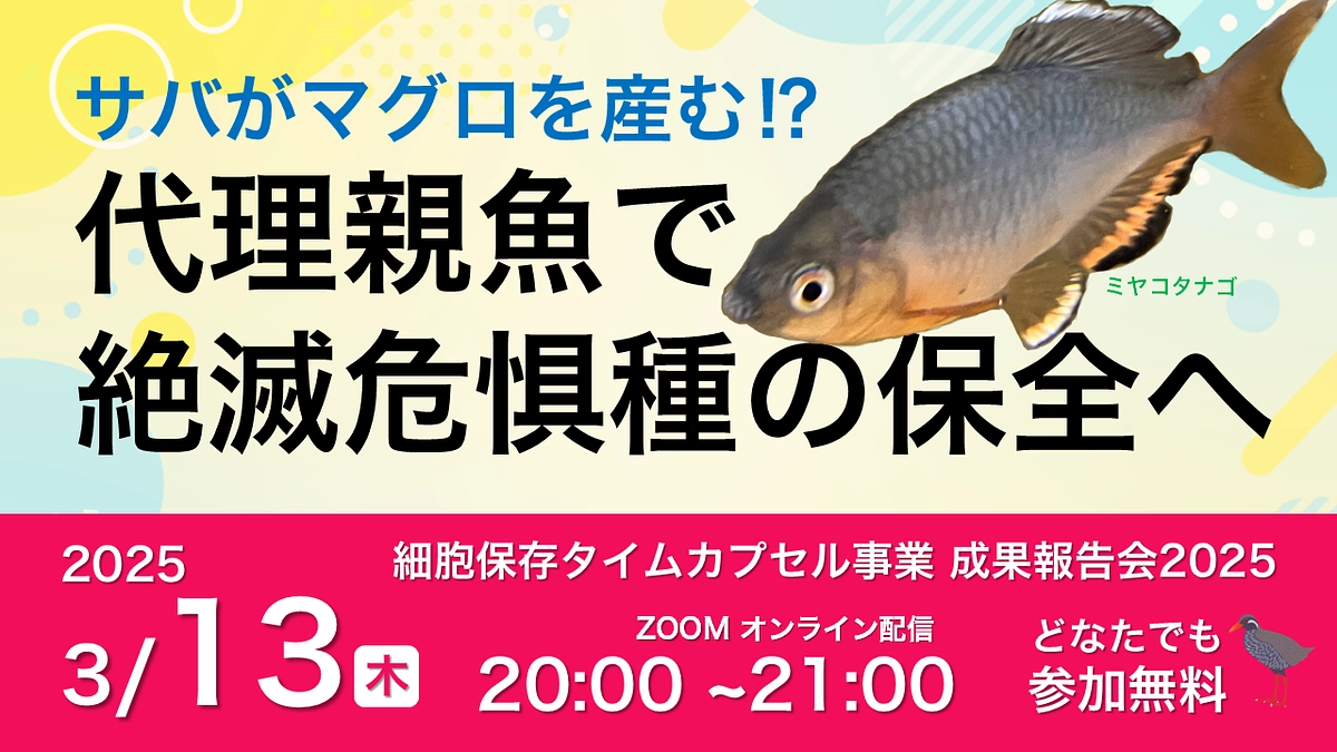 【サバがマグロを産む!? 「代理親魚」って何だ】2025年成果報告会、開催決定！