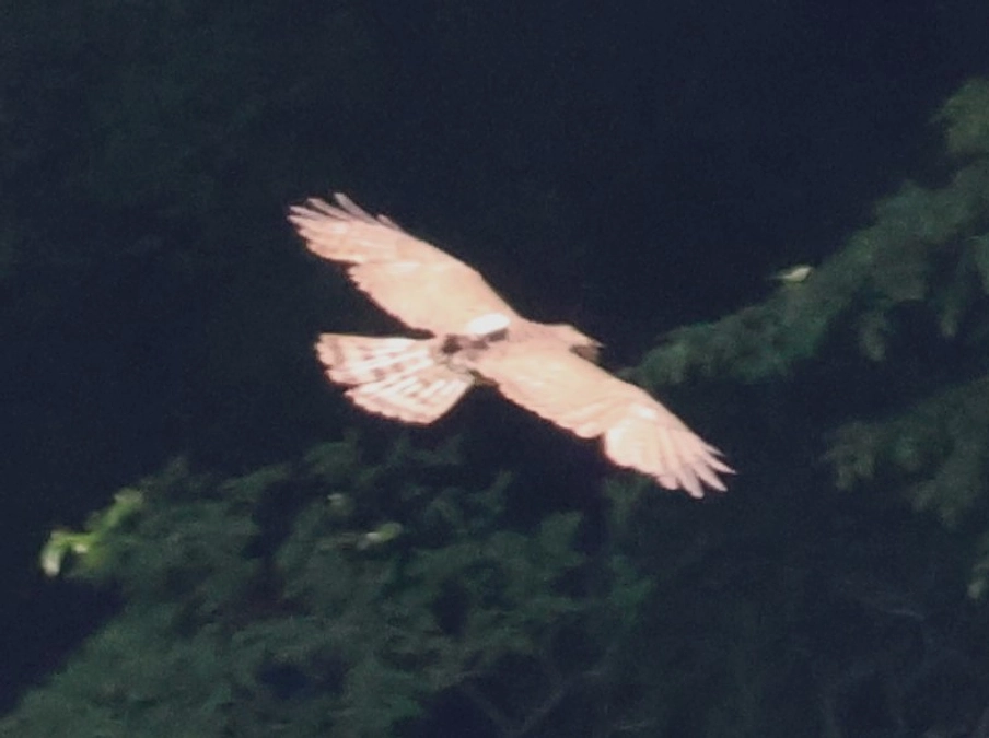 GPS装着個体の視察を行いました