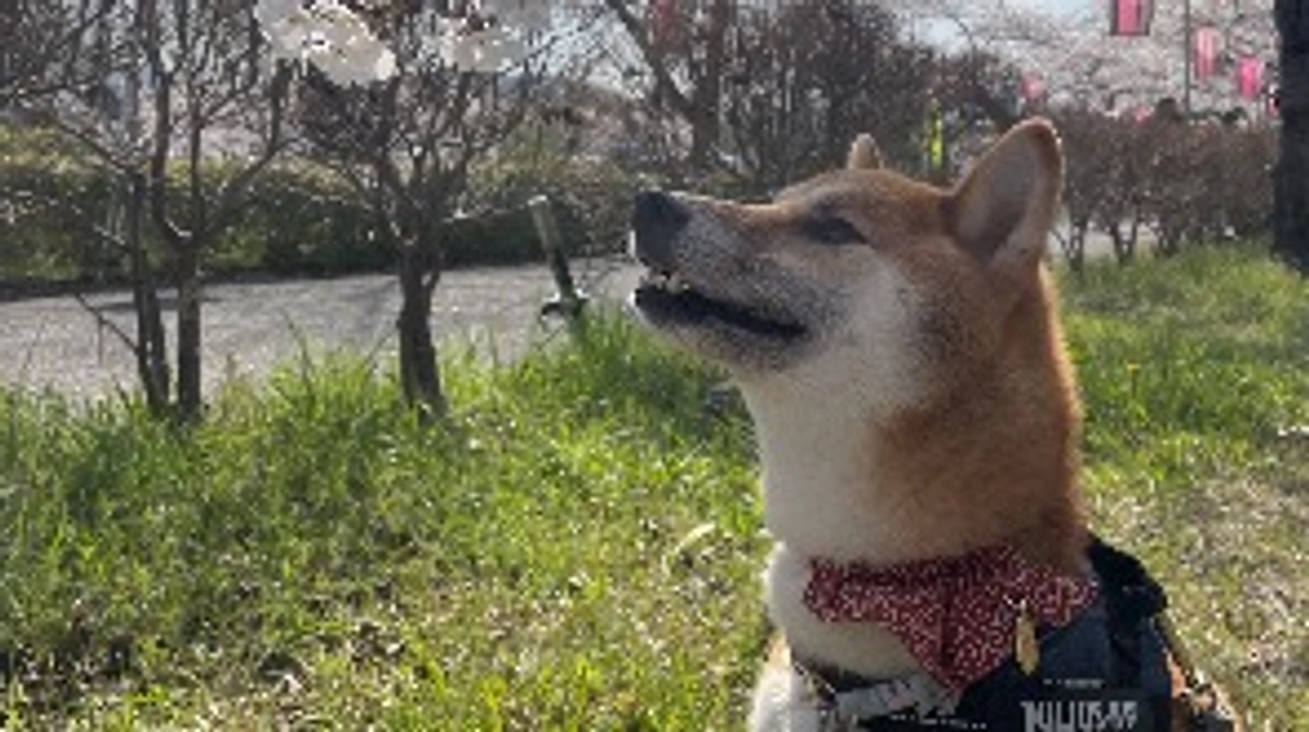 シニアになれるということ