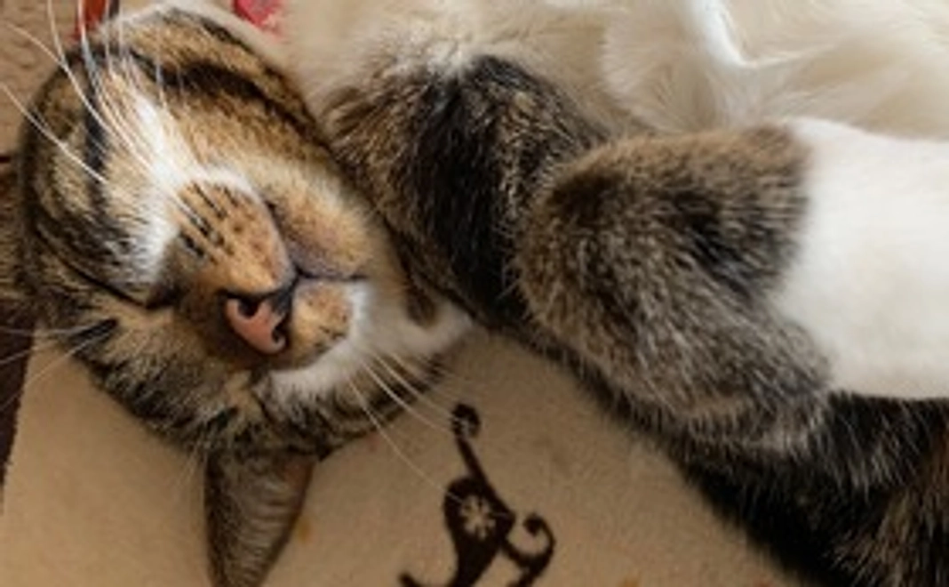 かわいいくるみの写真1枚