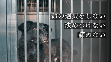 SOSを出す犬猫たちを救い続けるために。保護ハウス修繕にご支援を のトップ画像