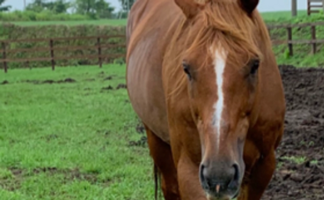 【数量限定】アドマイヤジャパンのたてがみ