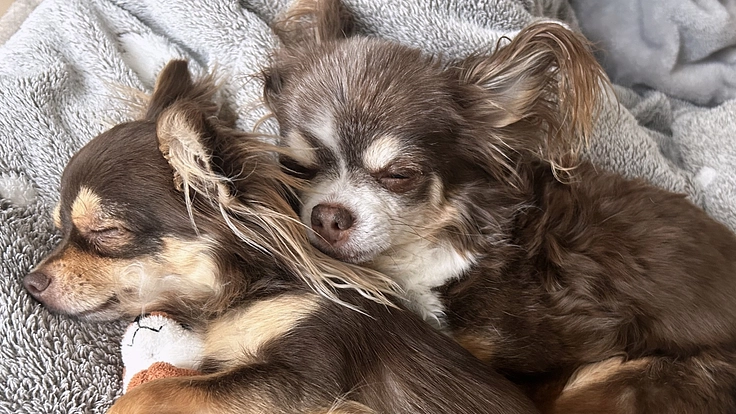 もうすぐ15歳の子宮蓄膿症のココロを助けて下さい