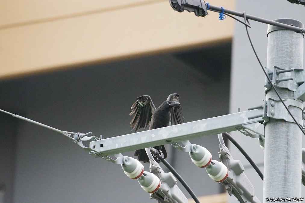 巣立ち後半のピーク