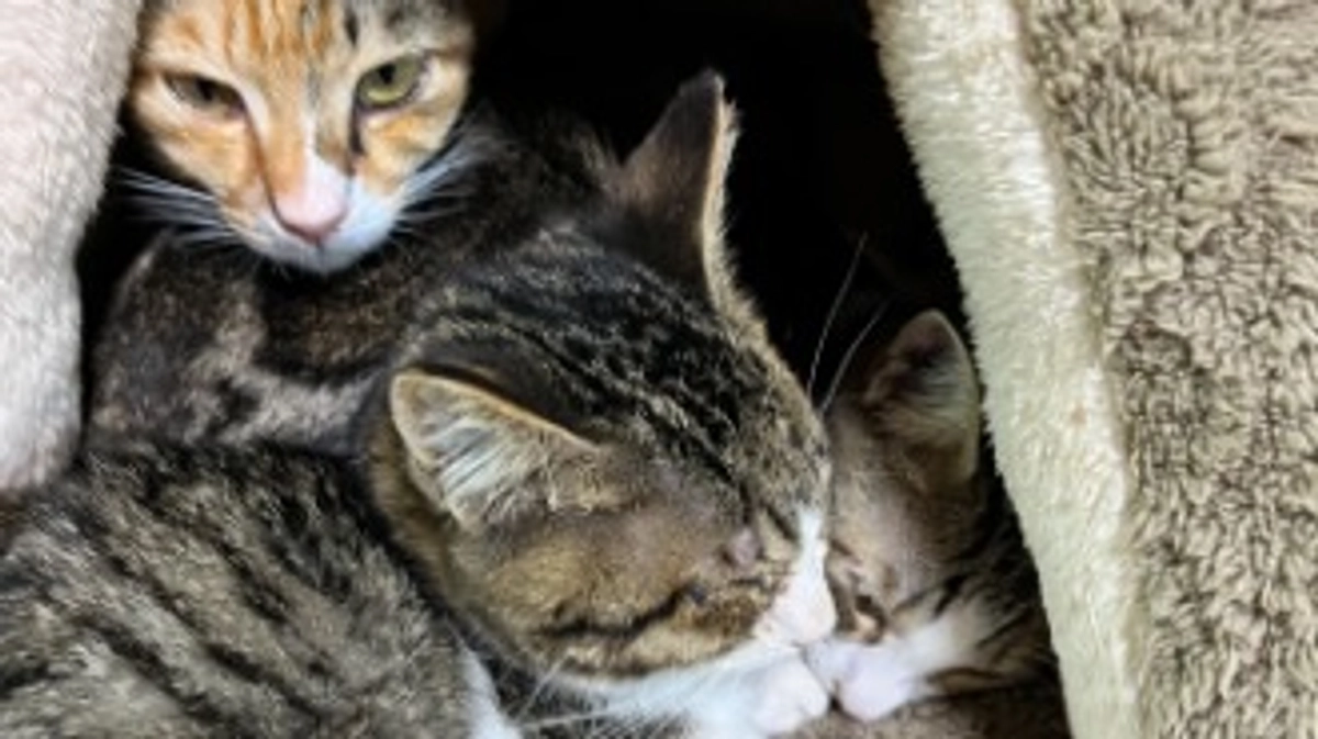 引っ越し、第一弾完了