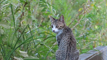 私に小さな命を守らせてください のトップ画像