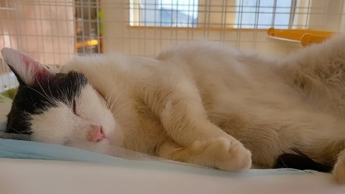 【残り12日！あと15.5万円で250万円です✨】猫同士の喧嘩で頬に大怪我をした「おかっぱ」の現在