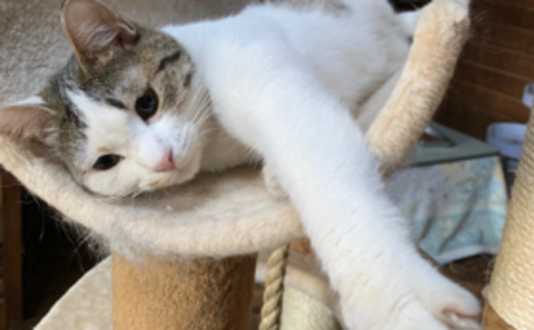 【いぬねこの森応援コース】