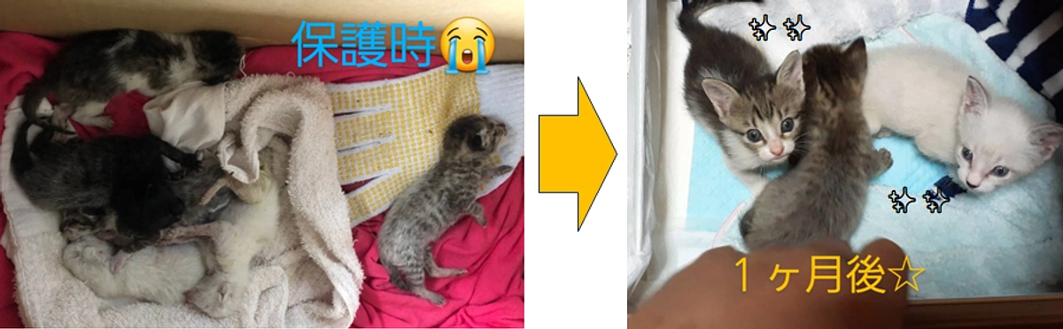 ボランティア リレー⑰