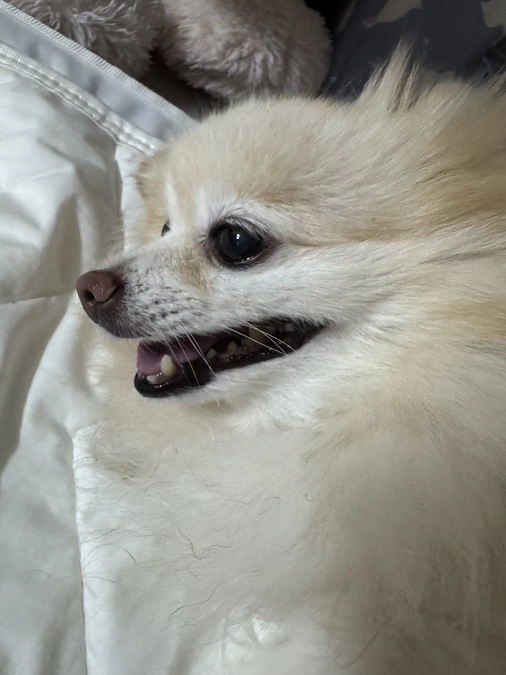 残り26時間、101万7000円必要です！！