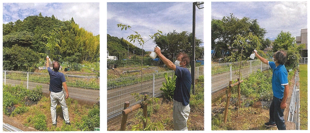 桜の消毒作業を行いました！