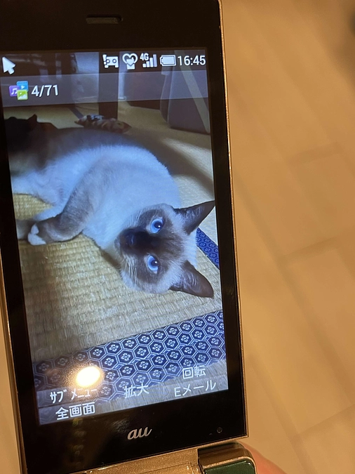 【目標金額まであと120万】能登から来た碧ちゃんも応援！