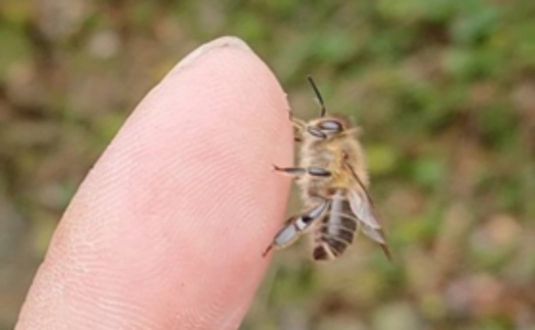 【応援コース】ニホンミツバチの飼育活動を応援