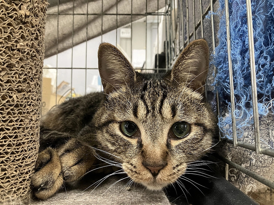 わるつの巣立ち