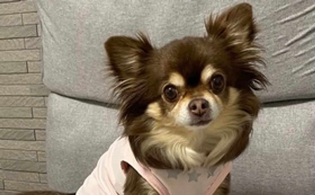 ココちゃん応援②(リターン不要)