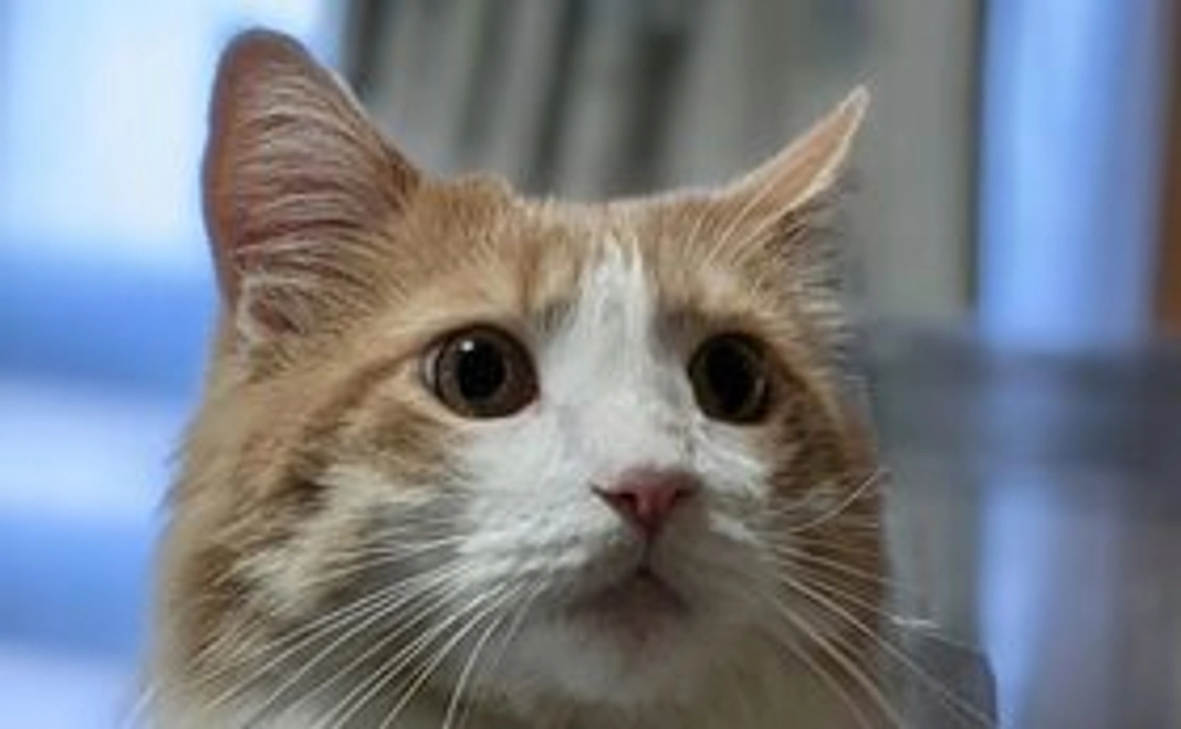 カイト負けないで