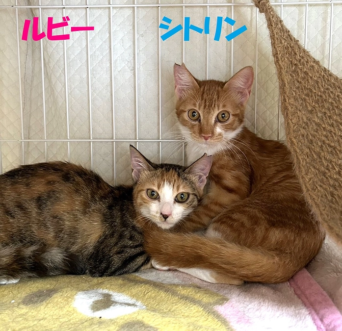 特徴的な2024年　あとわずかになりました！