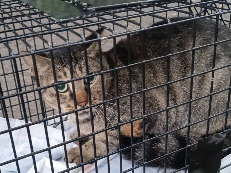 崩壊現場の猫の捕獲一日目。  