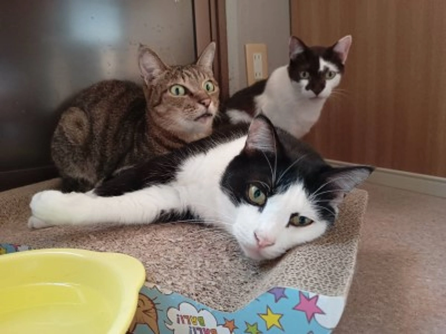 【御礼】ソーラー発電機　届きました！　ご支援ありがとうございました。