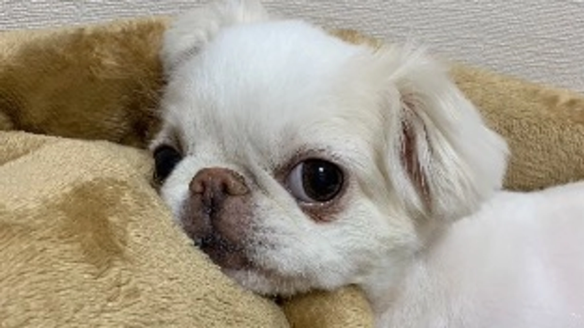 残り8日🐶‼️