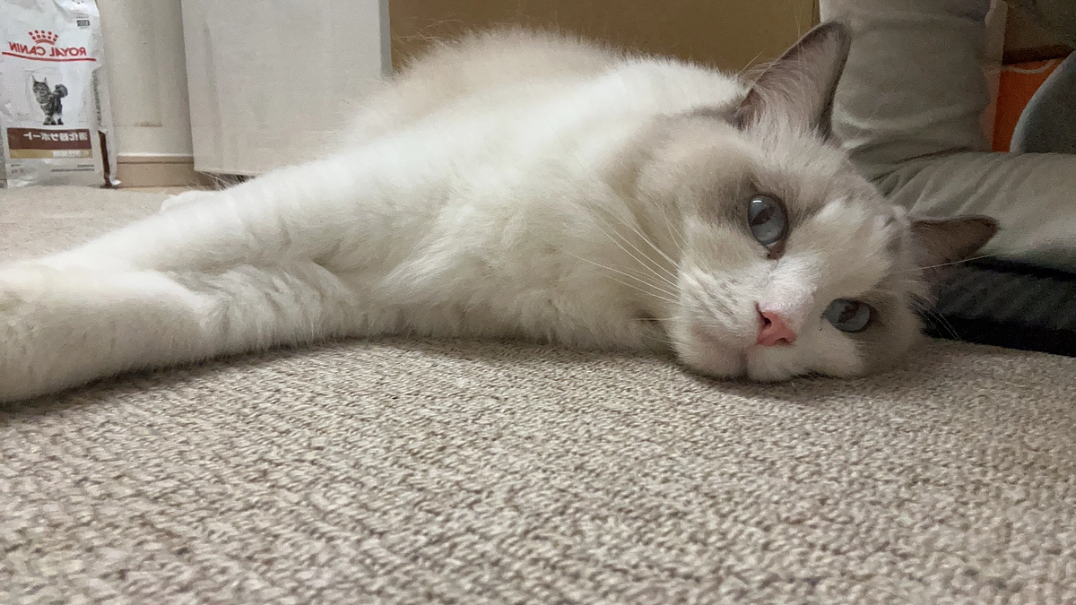 猫伝染性腹膜炎（FIP）8/6（火）投薬49日目